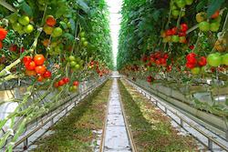 L’agriculture s’installe en ville